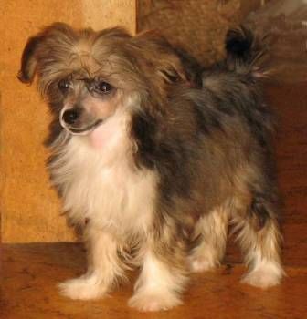 Veselaya Mozaika Kolibri