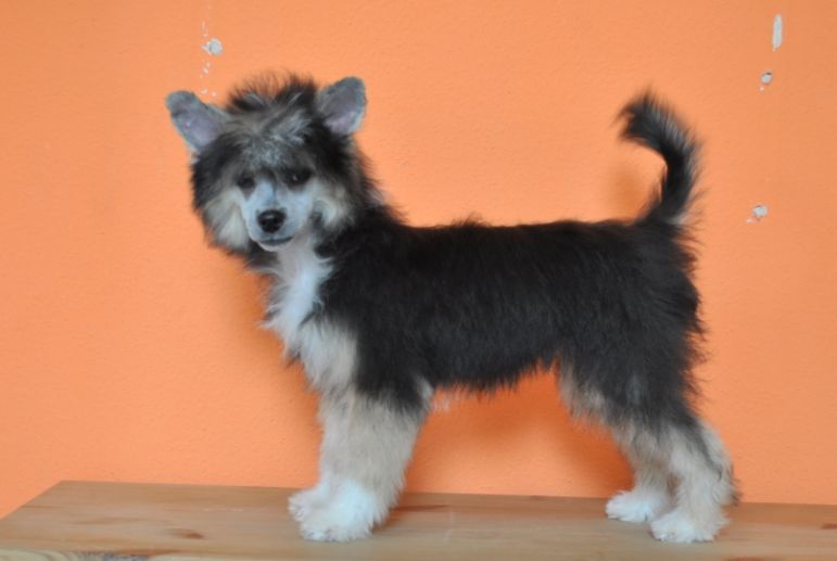 Fundoklia-völgyi Kaszanics N'Apollo