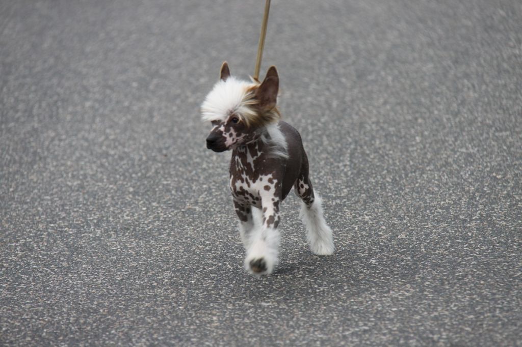 Give me Your Heart Princes de la Roses