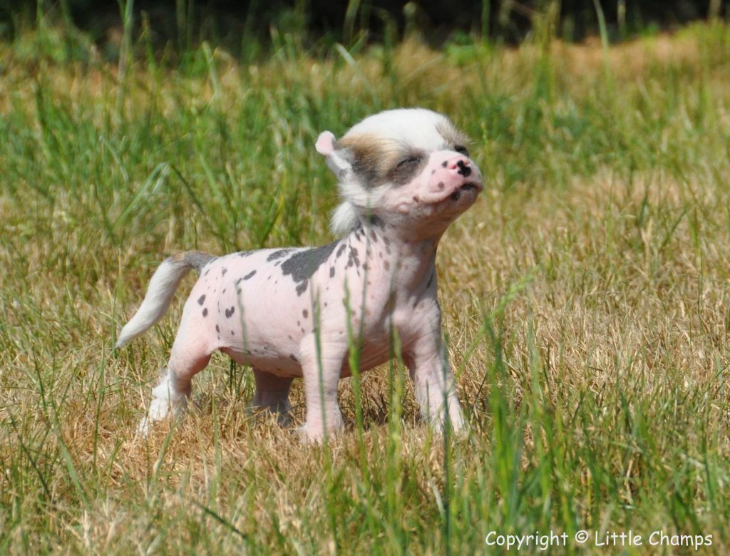 Korvette Little Champs