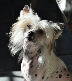 Karrera Little Champs