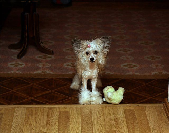 Bi-Lav Plus Shining Star 