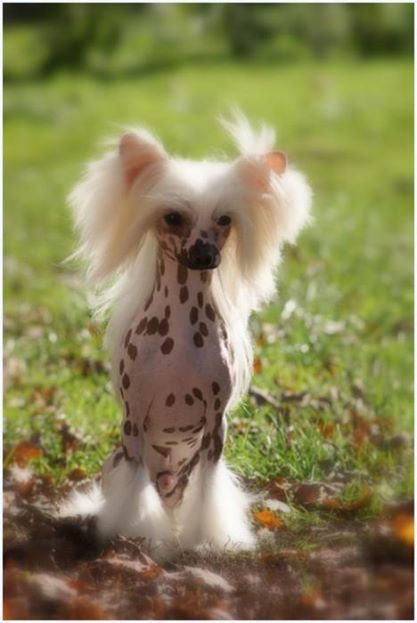 CH. Greensboro du Coeur des Ténèbres