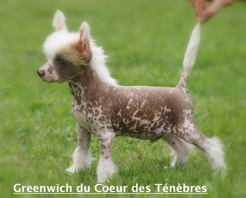 Greenwich du Coeur des Ténèbres