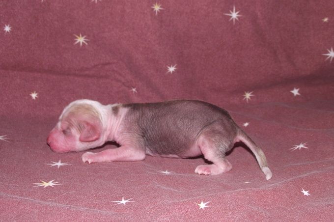 Crystal Bohemia z Andelovy dlane