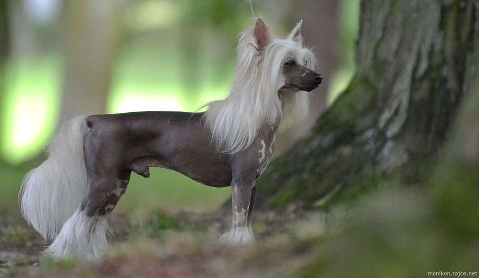 CH. Collection of Chivas z Andelovy dlane