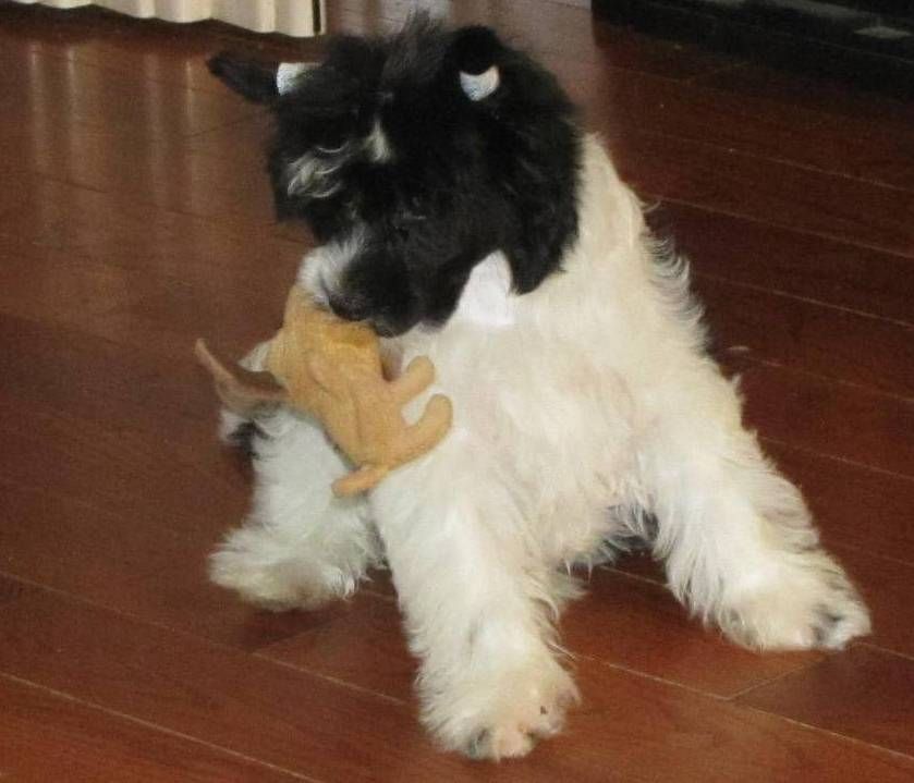 Nu Poils Puffin Chad