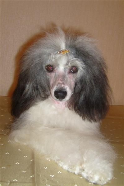 Zvezdnoe Shou Irlandija Zhemchuzhnaja