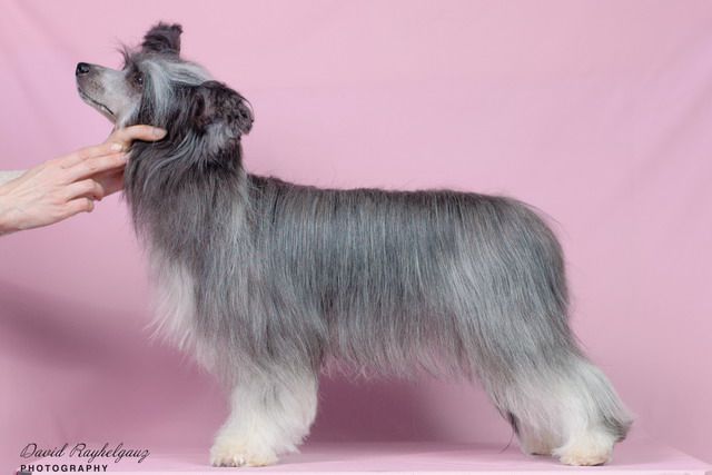 Britania Iz Sozvezdiya Khana