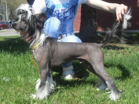 Brilliant  Iz Sozvezdiya Khana