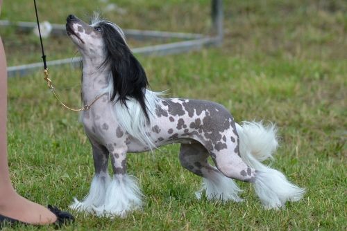 Inya Dreams Make My Day