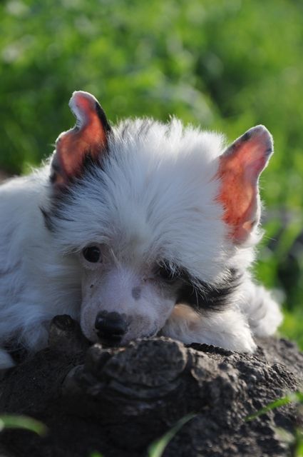 Elfgrace Zhasmin Zholi