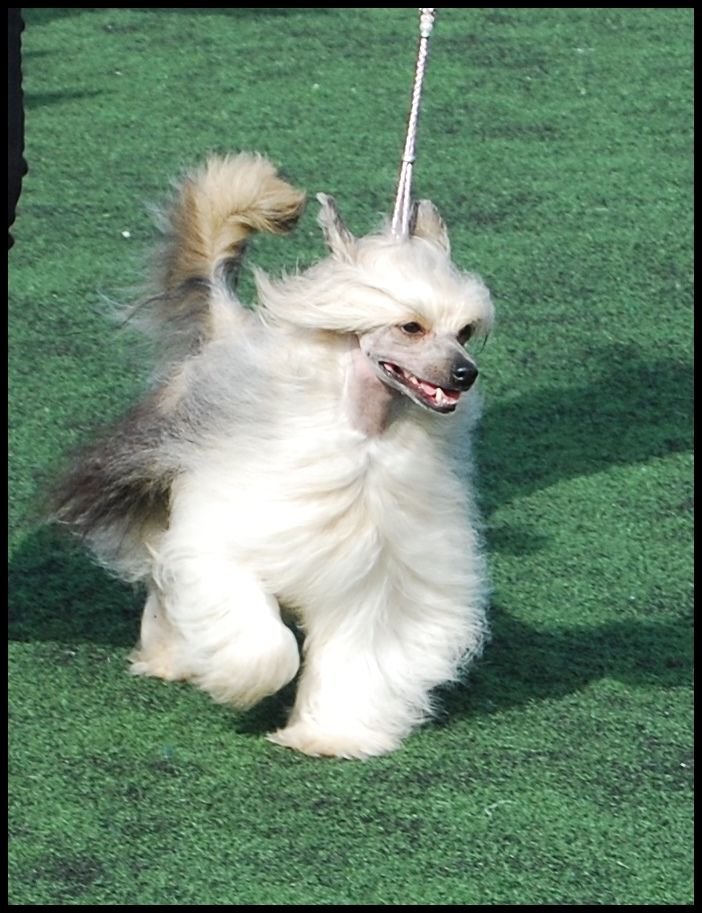 Dizzor All About Loving You