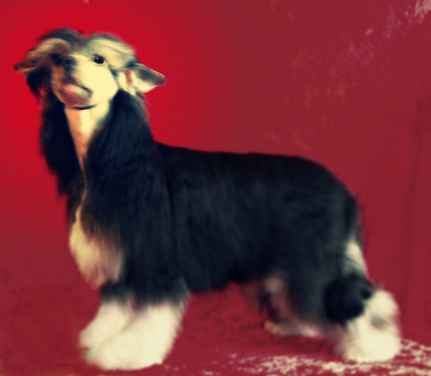 Lionheart Kiss Me Kwick