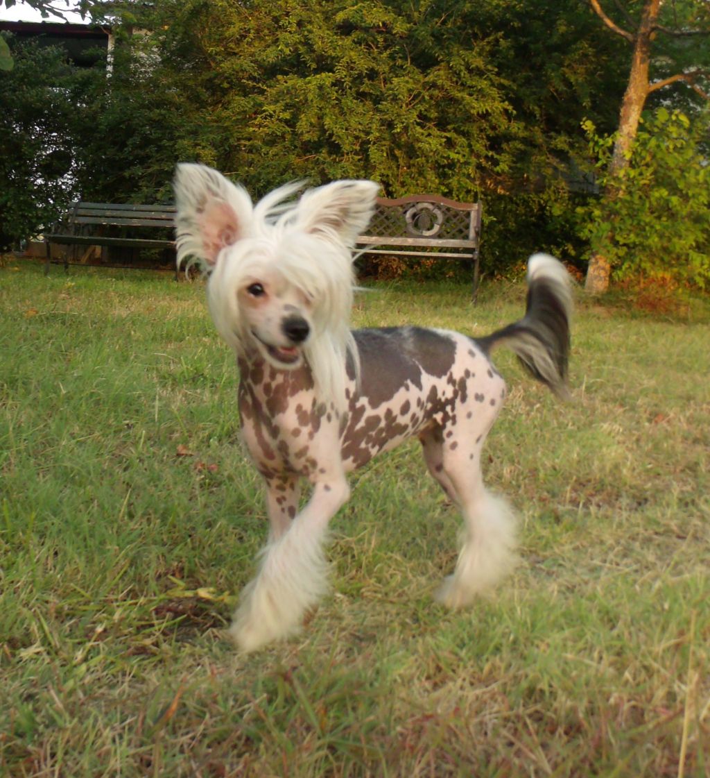 Hi-Life's Ima Sirius Unicorn