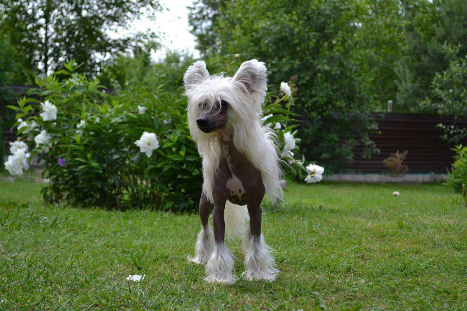 Golden Diamond Cresteds Tannehill