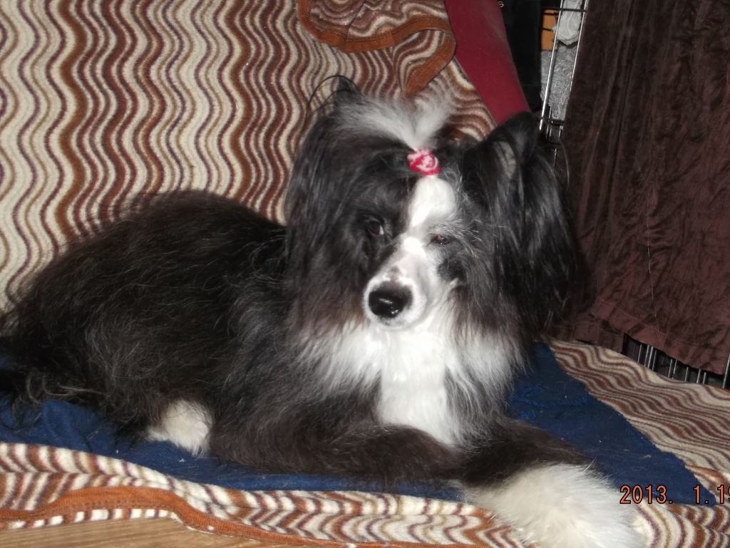 Yohan z Jasne hvezdy