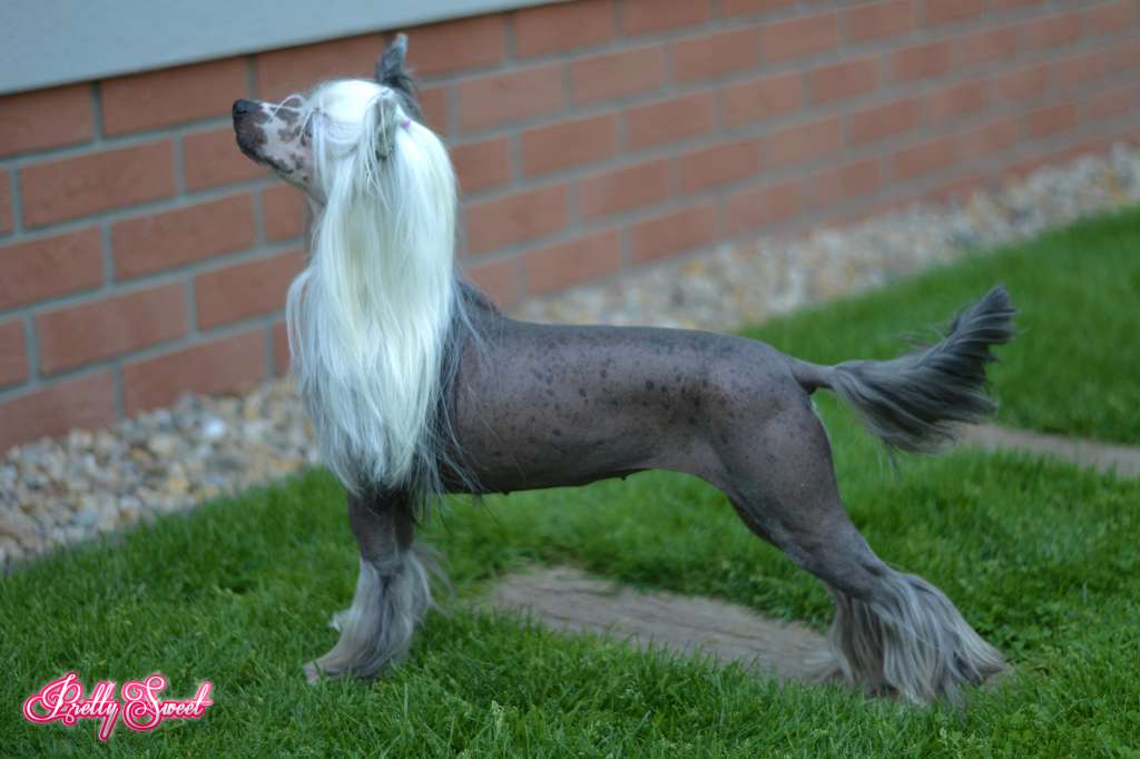 Yamaha z Jasne hvezdy