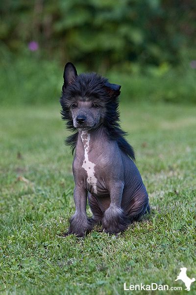 Yoshi z Jasne hvezdy