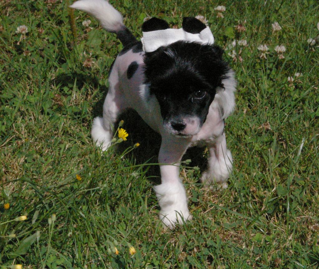 Oriental Jokes Gladiator