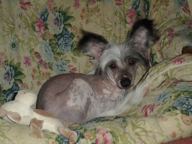 Jousten always the first