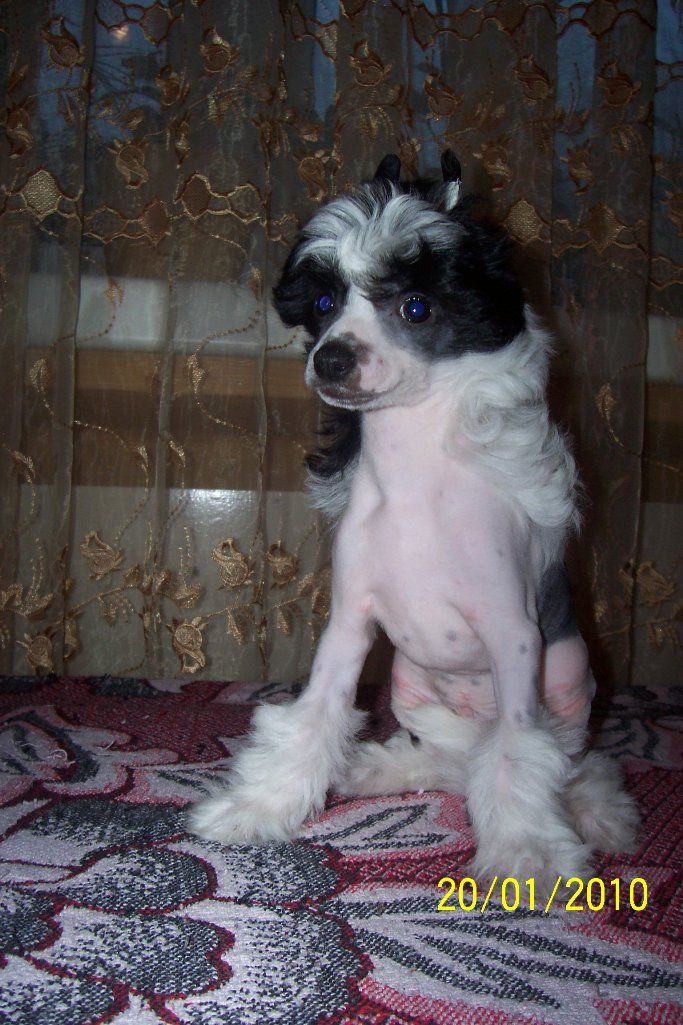 Artemon Brilon Chinesische Engel