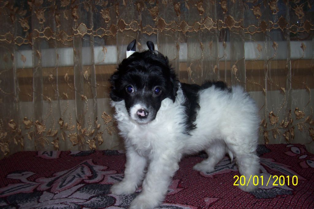 Asja Chinesische Blüme Chinesische Engel