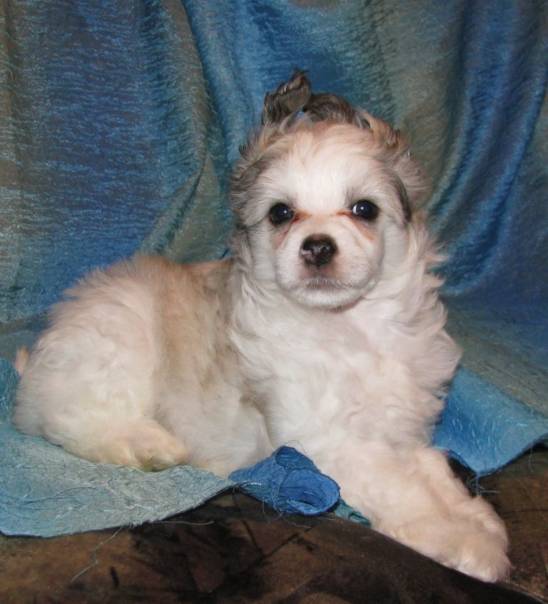 Rash Respekt Hansi Fon Pieske