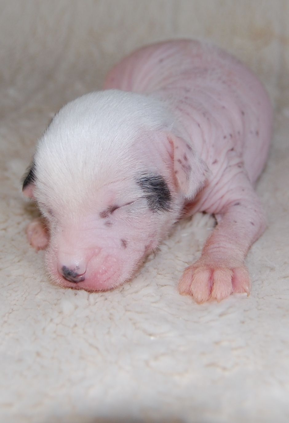 Zanevi's Cobra Craft