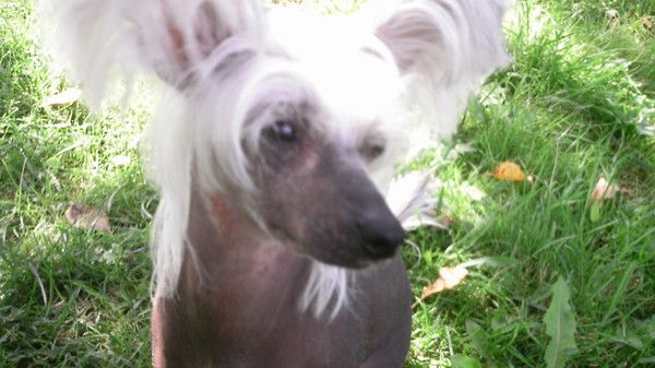 Iskuhenie Koroley Markiza De'Monperey