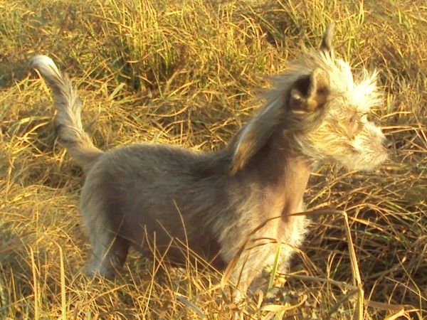 Meliana Light of Shin-Ra