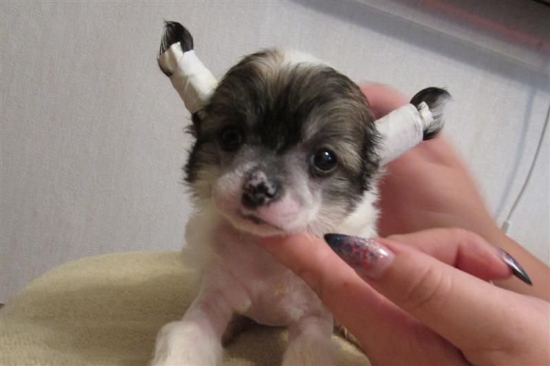 World Show  Begushhij po Volne 