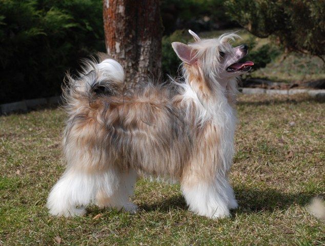 Golden Diamond Cresteds Walicante