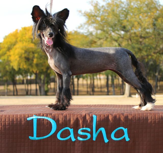 Dashas Ghetto Fabulous AT Aurak