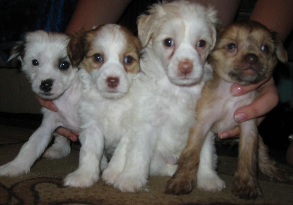 Daisy Desire For Two