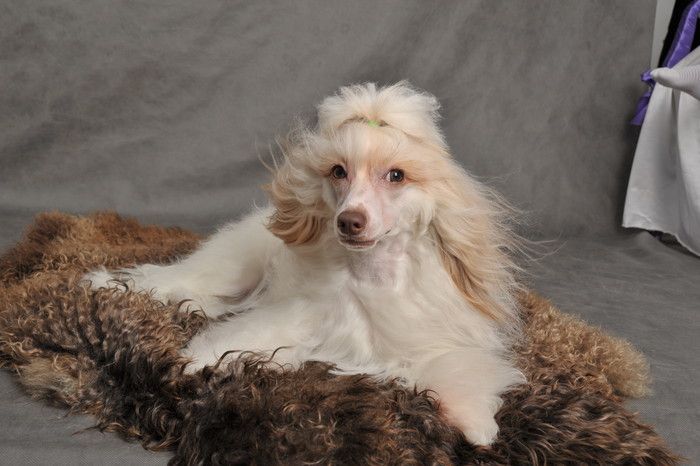 Delhi Delightful Butterfly