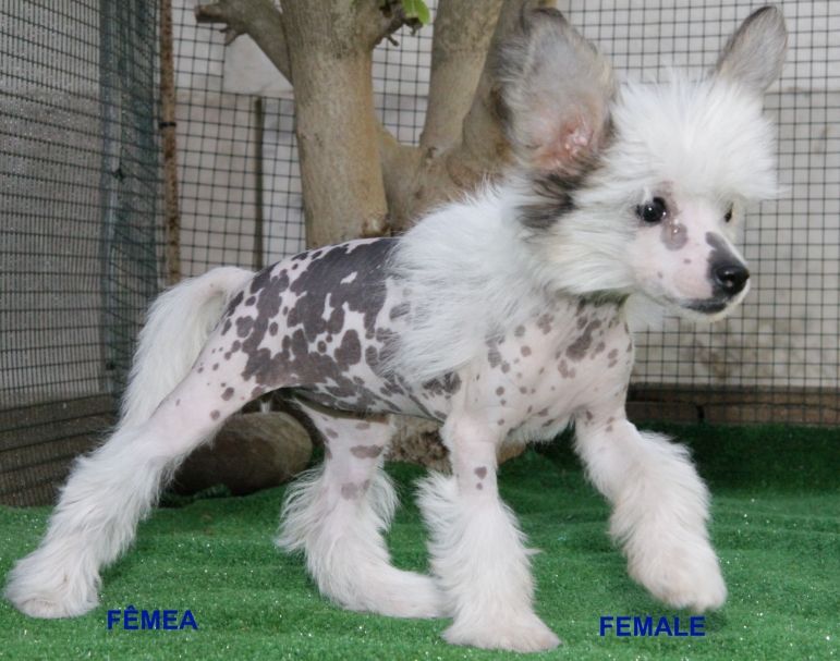 HL Female da Casa Algarvia