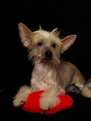 Ring rider Super man