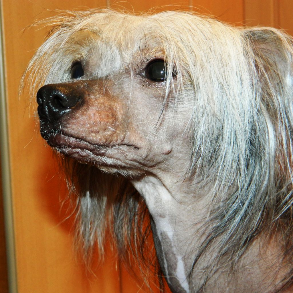 Diksi s Sayanskih Gor