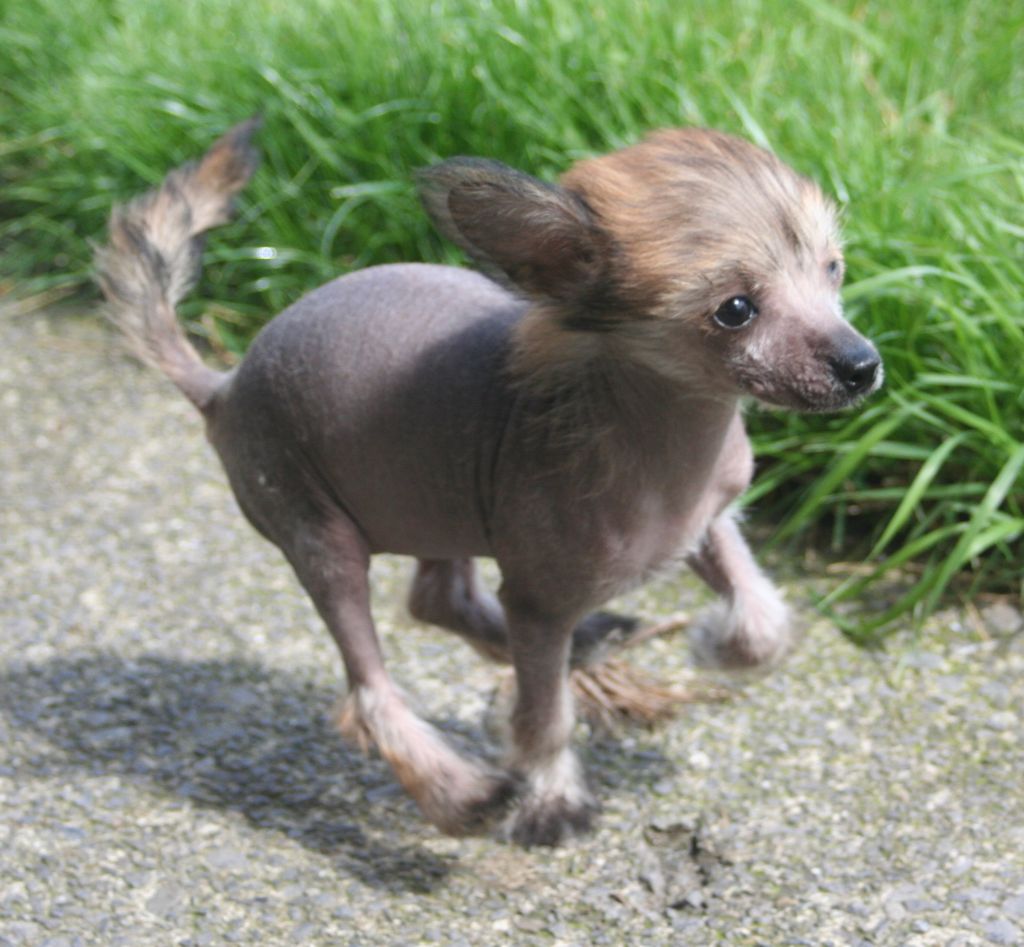 Tamarsh Moon Goddess