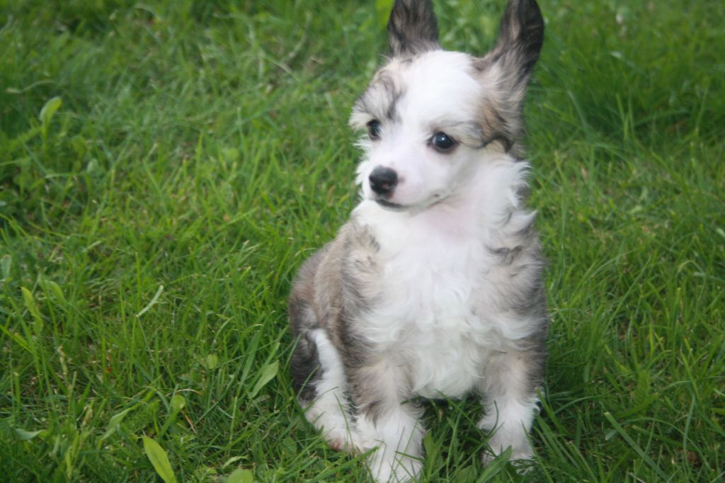 Nudaveritas Circus Fantasy