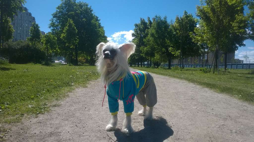 Yugoriya Ais Krim Abrikos