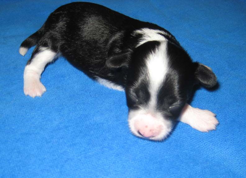 Jewels Gotta Go Gotta Leave