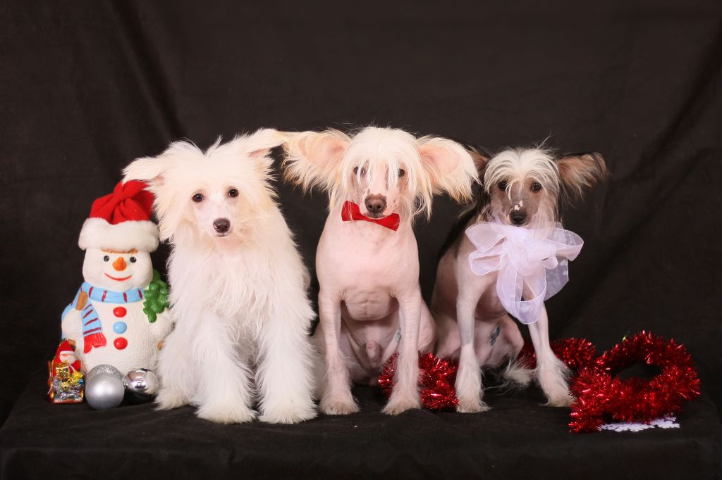 Nyu Art Tseidor Leon