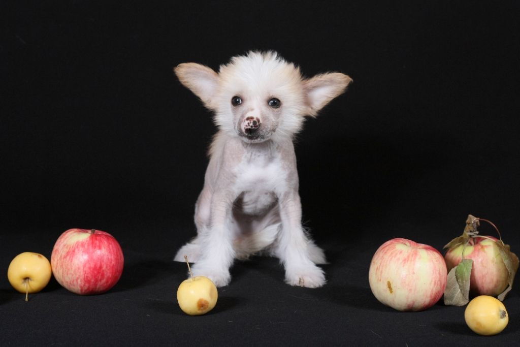 Nyu Art Tsunami K'yara