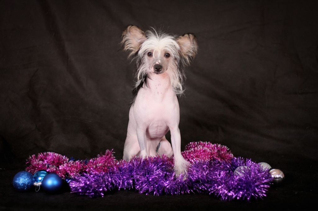 Nyu Art Tselestina Lex