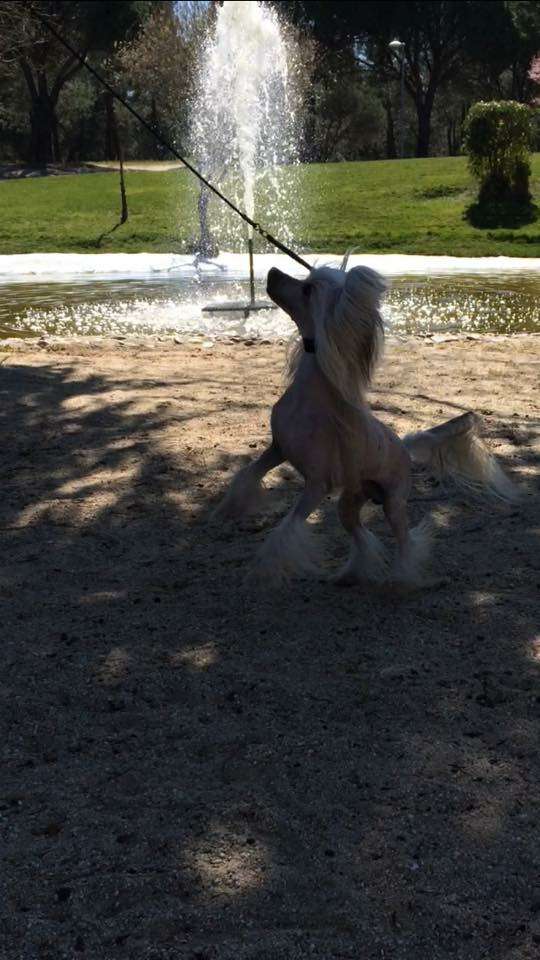 moon harbour guardian angel 