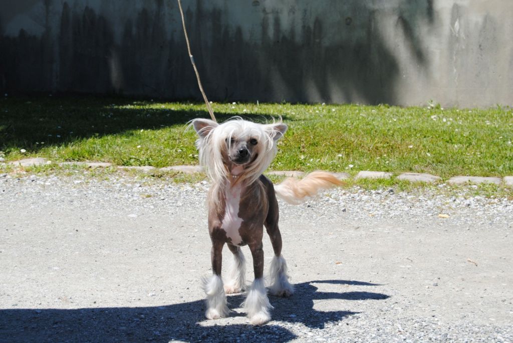 moon harbour grasshopper