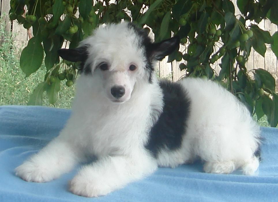 Naimuluna Line Shaman