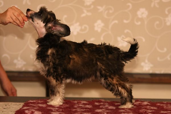 Bemu's Joy To Chattanooga's